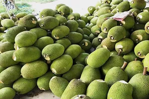 Trung Quốc 'ăn' ít, giá mít Thái rớt thảm còn vài ngàn/kg