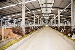 Chăn nuôi tuần hoàn 'đau đầu' vì thức ăn bị coi là chất thải 