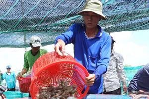 Xuất khẩu tôm Việt sang Mỹ, Trung Quốc phục hồi