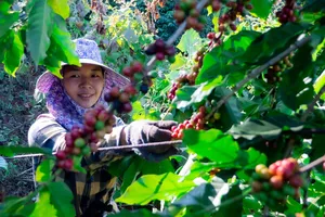 Nước nào tiêu thụ cà phê lớn nhất từ Việt Nam? 