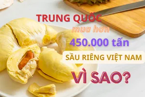 Vì sao Trung Quốc mua sầu riêng Việt Nam tăng hơn 30 lần?
