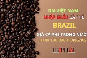 Giá cà phê Việt hơn 100.000 đồng/kg, doanh nghiệp phải tìm mua cà phê Brazil