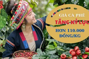 Giá cà phê lập kỷ lục mới, vượt 110.000 đồng/kg và có thể lên 120.000 đồng/kg