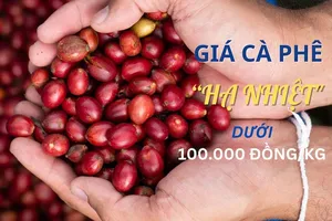Giá cà phê ‘hạ nhiệt' mạnh do… mưa