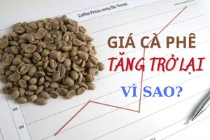 Vì sao giá cà phê phục hồi tăng trở lại?
