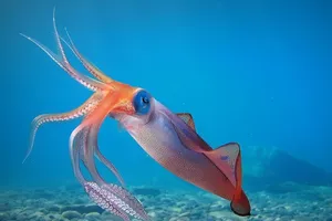 Triển lãm công nghệ nuôi mực lá, trồng rau trong đô thị