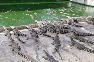 Cánh cửa xuất khẩu đã rộng mở nhưng công ty Việt lại... hết cá sấu để bán