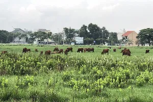 20 dự án nhà ở quy mô lớn tại TP.HCM sắp được gỡ vướng pháp lý