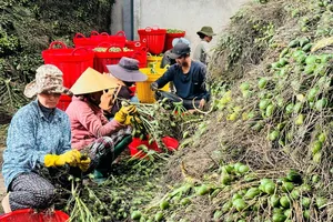 Giá cau đột ngột 'trèo cao, té đau' và bài học mãi chưa thuộc của nông sản Việt 