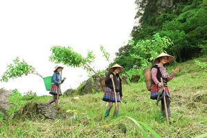 'Góp lá vá rừng' trồng 36.000 cây xanh cho Sơn La