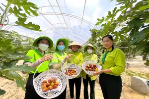 Doanh nghiệp nhập cuộc nông nghiệp đô thị: Từ rau sạch đến tín chỉ carbon