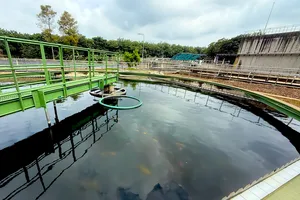 Chuyện lạ trong nhà máy cao su: Cá Koi sống khỏe nhờ... nước thải