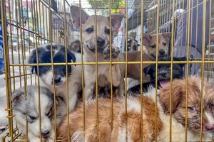 TP.HCM hỗ trợ 100% vắc xin phòng chống dịch bệnh cho chó mèo, gia súc