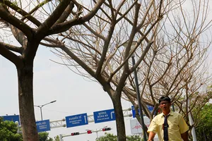 Đề nghị xử lý nghiêm việc dùng hóa chất đầu độc cây xanh