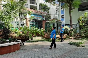 TP.HCM rà soát cây xanh sau vụ cây phượng đè chết học sinh