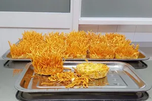 Đông trùng hạ thảo và những điều chưa biết