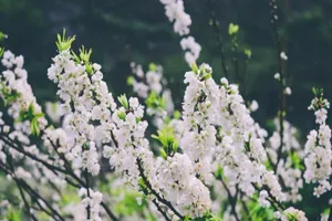 Ngẩn ngơ ngắm hoa mận nở trắng cao nguyên Mộc Châu