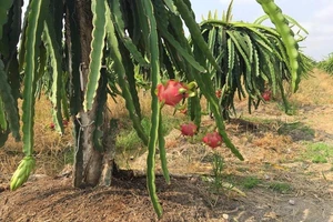 Trồng mãng cầu hoàng hậu công nghệ cao, 180.000 đồng/kg