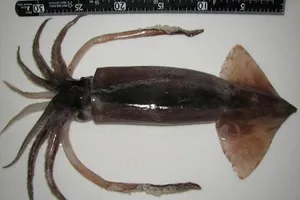 Ăn mực sống, người phụ nữ bị mực đẻ trứng trong khoang miệng