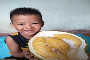 Hạt sầu riêng được thu mua gía cao hơn... quả