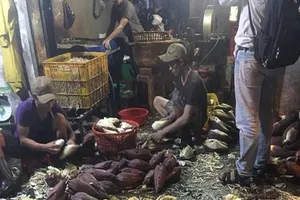 TP.HCM: Hãi hùng các cơ sở dùng hóa chất tẩy trắng bắp chuối 