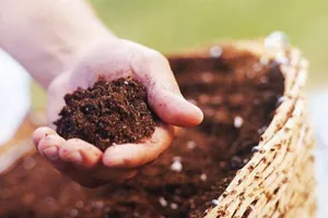 Những công dụng bất ngờ của bã cà phê không phải ai cũng biết