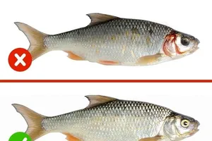 Cách nhận biết thực phẩm an toàn, không bị nhiễm độc