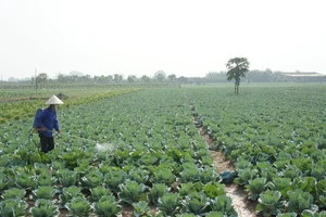 Rửa rau quả sai cách chỉ khiến bạn ăn thêm nhiều thuốc trừ sâu