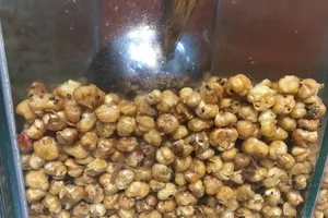 Siêu thị Auchan bán hạt khô chứa côn trùng