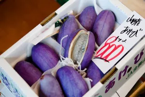 Nho Nhật siêu đắt 300.000 đồng/quả bán tại VN có gì đặc biệt