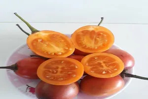 Cà chua thân gỗ 1 triệu đồng/kg hết thời hoàng kim?