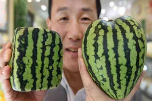 220 triệu đồng/chùm nho: Vì sao người Nhật làm được?