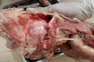 Làm sao nhận biết được thịt heo chứa sán dây?