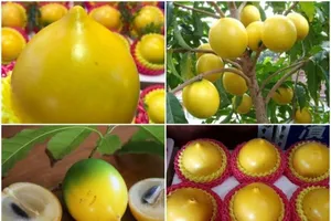 'Phát sốt' với vú sữa vàng lạ mắt giá gần 900.000 đồng/trái