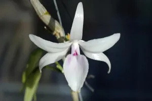 Giò lan Giã hạc giá 1,2 tỷ đồng gây xôn xao có gì độc đáo?