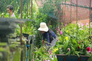 Chưa Tết, vựa hoa lan khủng tại TP.HCM đã 'cháy hàng' 