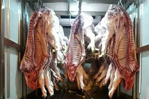 Nhận biết heo lở mồm long móng trong những ngày cận Tết