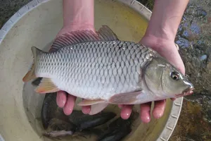 Chú ý 6 đặc điểm này để chọn được cá tươi ngon