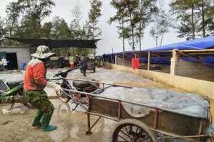 Cẩn trọng khi sử dụng sứa biển trong chế biến món ăn