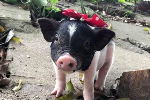 Chặn heo cảnh mini 2kg nhập lậu từ Trung Quốc 