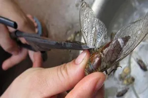 Bị sốc phản vệ chỉ vì ăn ve sầu