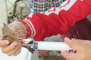 Tôm chứa tạp chất, làm sao để nhận biết?