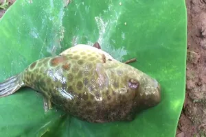 Ngộ độc cá nóc vì... ăn thử cho biết