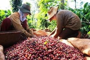 Giá cà phê Việt Nam xếp hạng ... bét tại Hàn Quốc