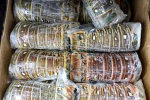 Đuôi tôm hùm đông lạnh, làm sao để an toàn khi ăn?