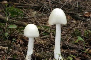 Những đặc điểm cần biết để nhận diện nấm độc