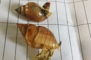 Điểm mặt những loại ốc biển gây nguy hiểm khi ăn