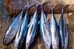 Vì sao cá ngừ dễ gây ngộ độc khi ăn?