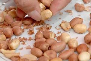 Tử vong vì ăn lạc mốc