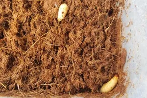 Suýt mất mạng vì ăn đuông dừa